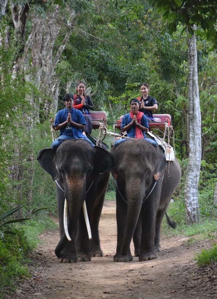 Program D Walk with elephants